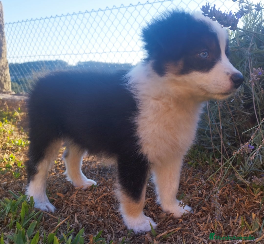 Border Collie perros en venta: Se vende border collie  - Imagen 5