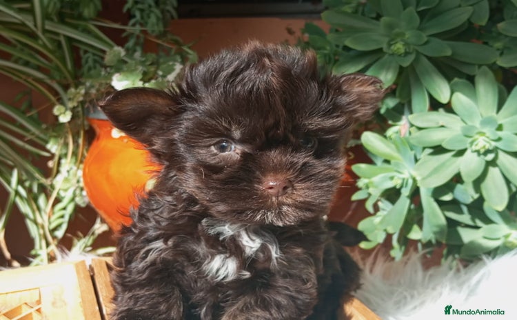 Yorkshire Terrier perros Cachorros Yorkshire chocolate Micro/Toy - Anuncio 1