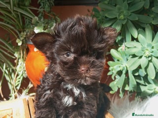 Yorkshire Terrier perros Cachorros Yorkshire chocolate Micro/Toy - Anuncio 14