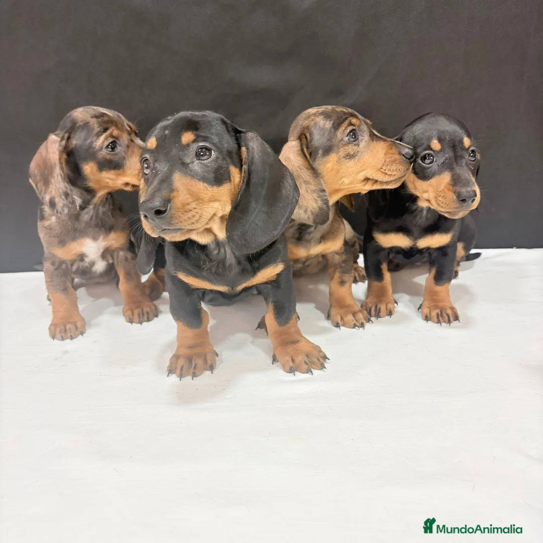 Teckel Miniatura perros en venta: Teckel Miniatura  - Anuncio 2