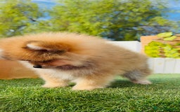 Pomerania perros en venta: POMERANIA MACHO - Imagen 17