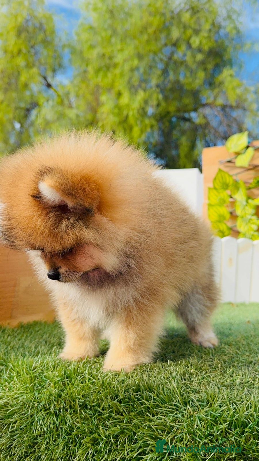 Pomerania perros en venta: POMERANIA MACHO - Imagen 17