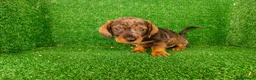Teckel Miniatura perros en venta: Teckel miniatura  - Anuncio 17