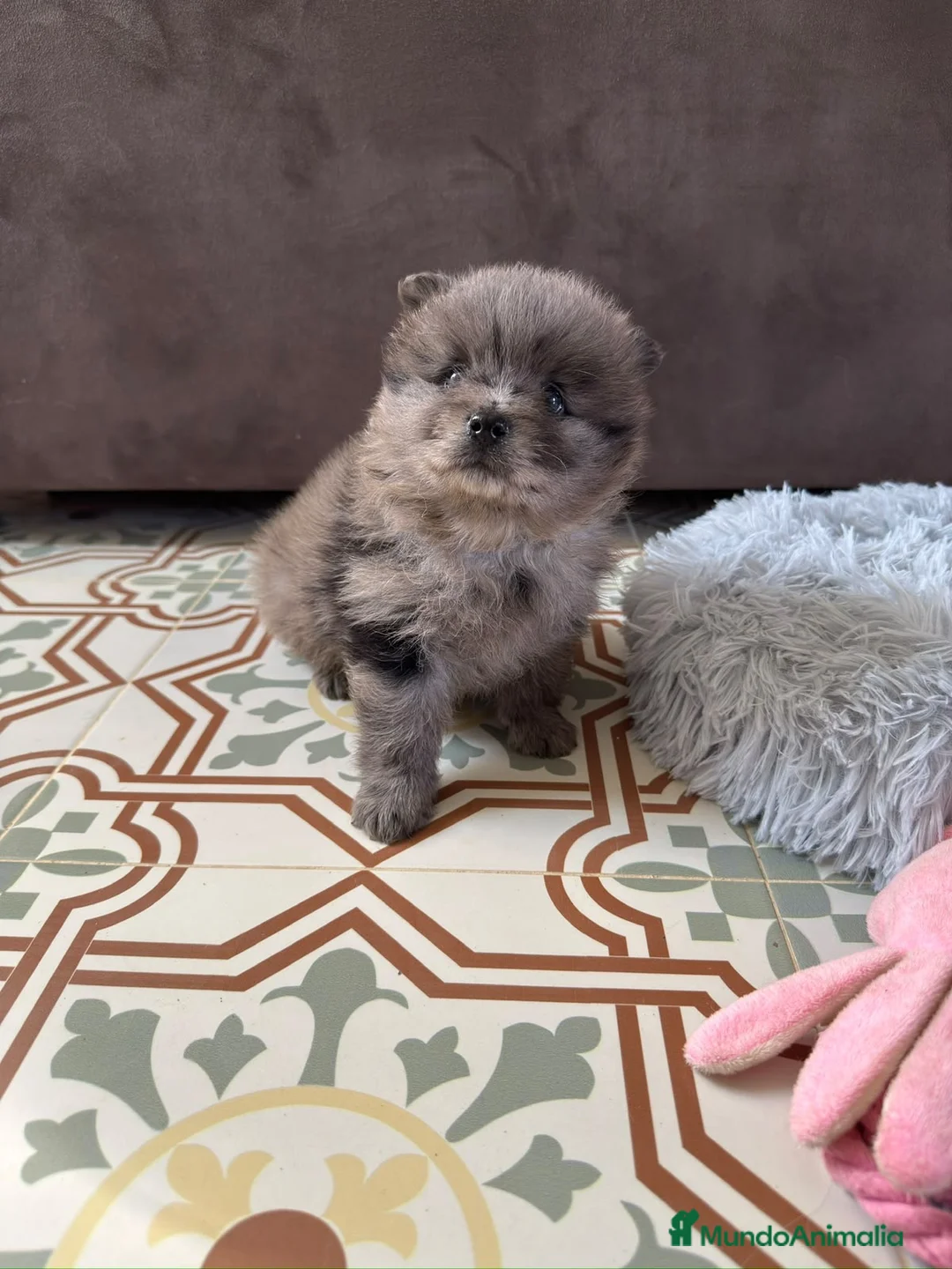 Pomerania perros en venta: pomerania  - Anuncio 2
