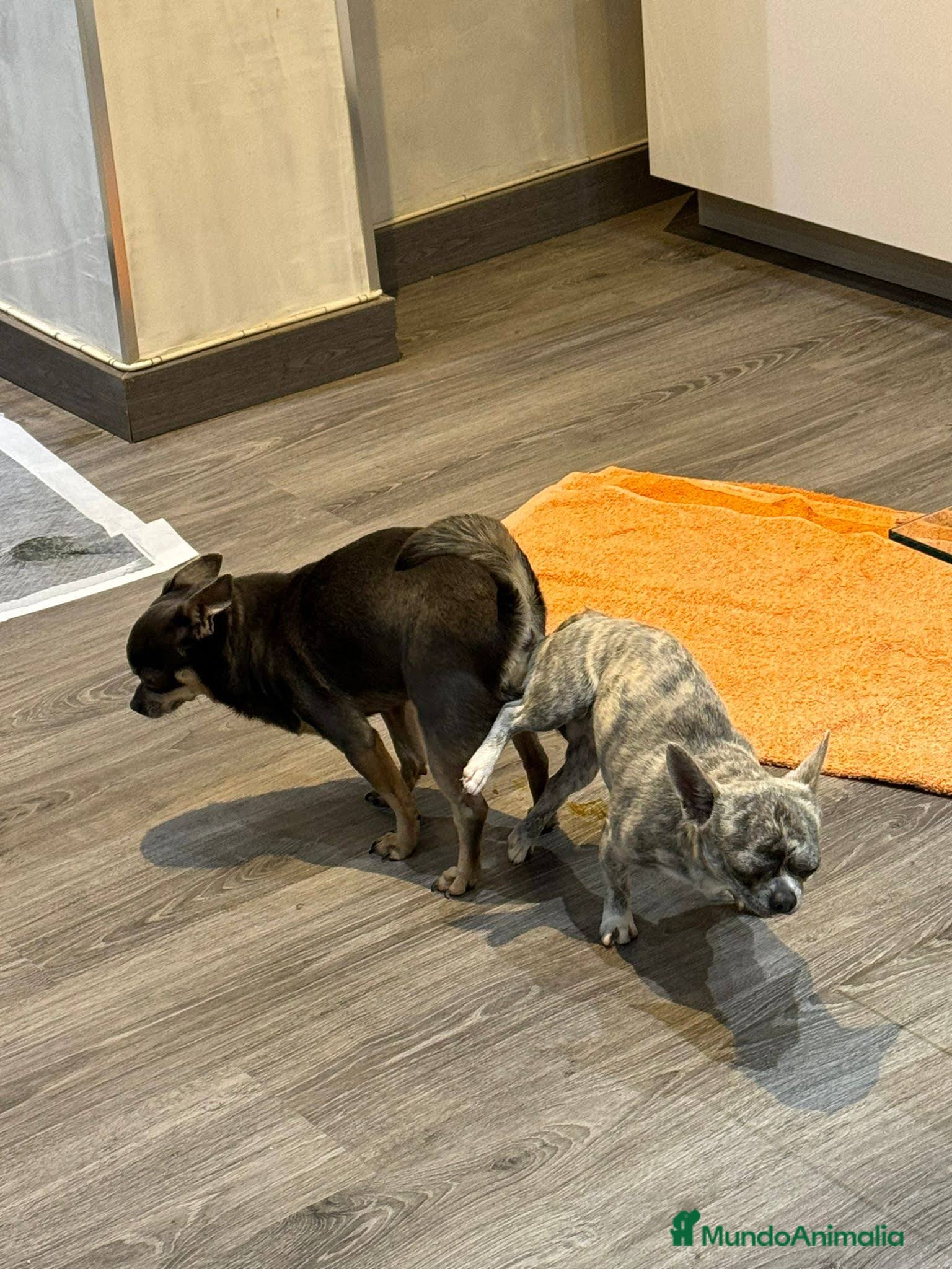 Chihuahua perros  chihuahua lilac ojos azul grises una pasada  - Anuncio 2