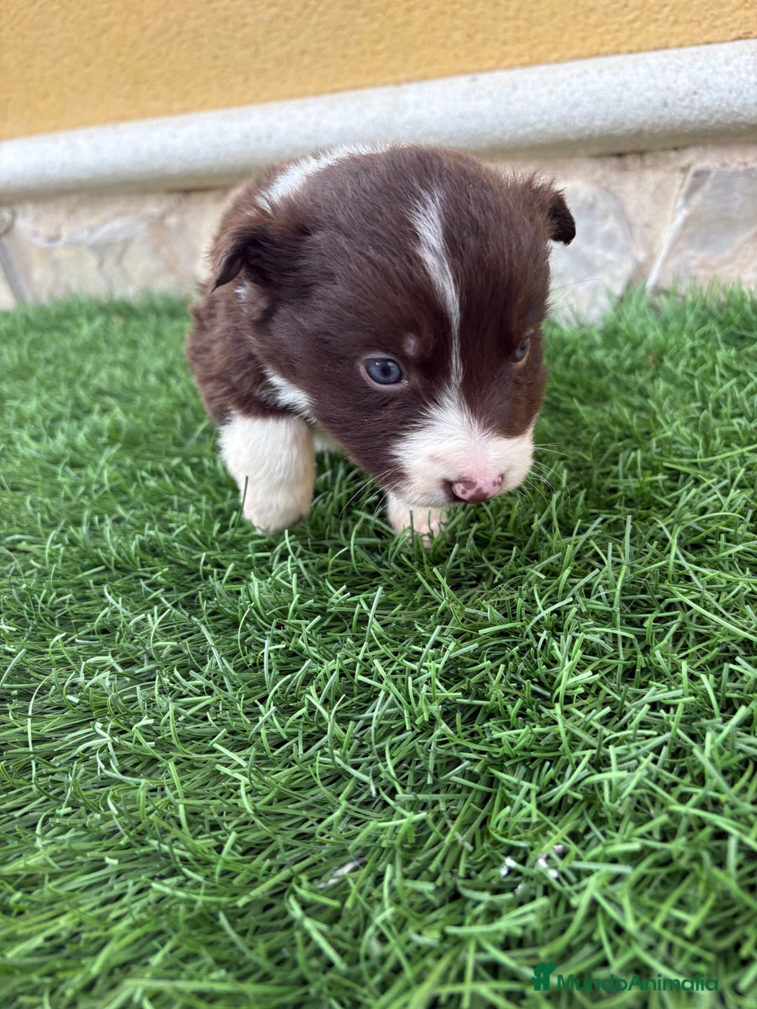 Border Collie perros en venta: Hembra chocolate de Border Collie  - Anuncio 4