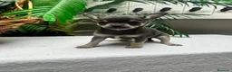 Chihuahua perros en venta: CHIHUAHUA BLUE - MACHO - Anuncio 2