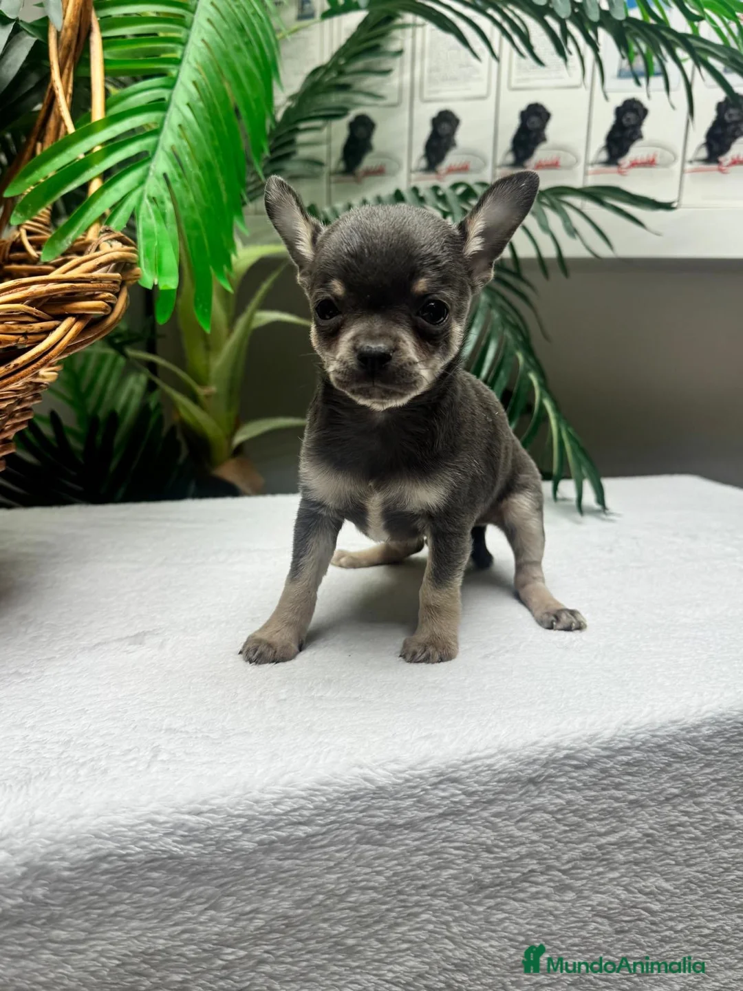 Chihuahua perros en venta: CHIHUAHUA BLUE - MACHO - Anuncio 2