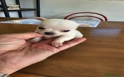 Chihuahua perros en venta: Preciosos chihuahuitos - Imagen 4