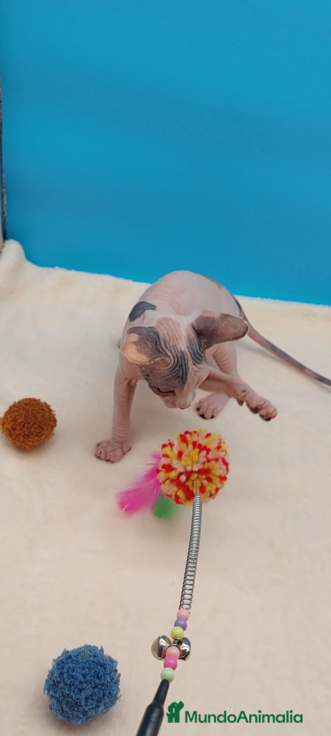 Sphynx gatos en venta: Preciosa hembrita sphynx  - Anuncio 2