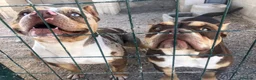 American Bully perros en venta: AMERICAN BULLY POCKET EXCLUSIVOS - Anuncio 1