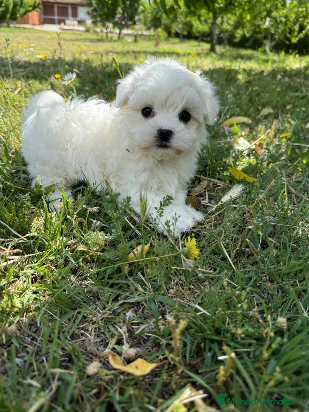 Bichón Maltés perros en venta: Bichon Maltés líneas coreana/americana  - Anuncio 1