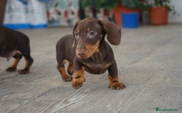 Teckel Miniatura perros en venta: 🍀 Cacao y Bongo – Pequeños teckel de alma dulce🐾 - Imagen 5