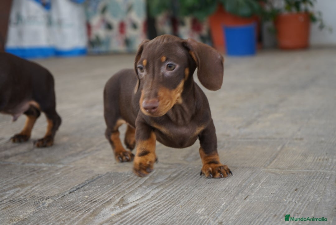 Teckel Miniatura perros en venta: 🍀 Cacao y Bongo – Pequeños teckel de alma dulce🐾 - Imagen 5