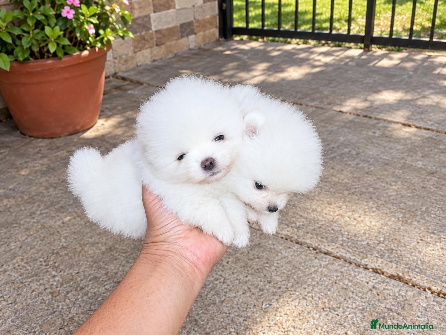 Pomerania perros en venta: POMERANIAS HEMBRITAS CHIQUITINAS - Anuncio 2