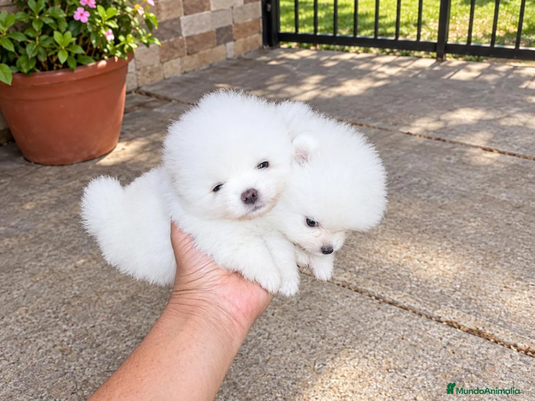 Pomerania perros en venta: POMERANIAS HEMBRITAS CHIQUITINAS - Anuncio 1