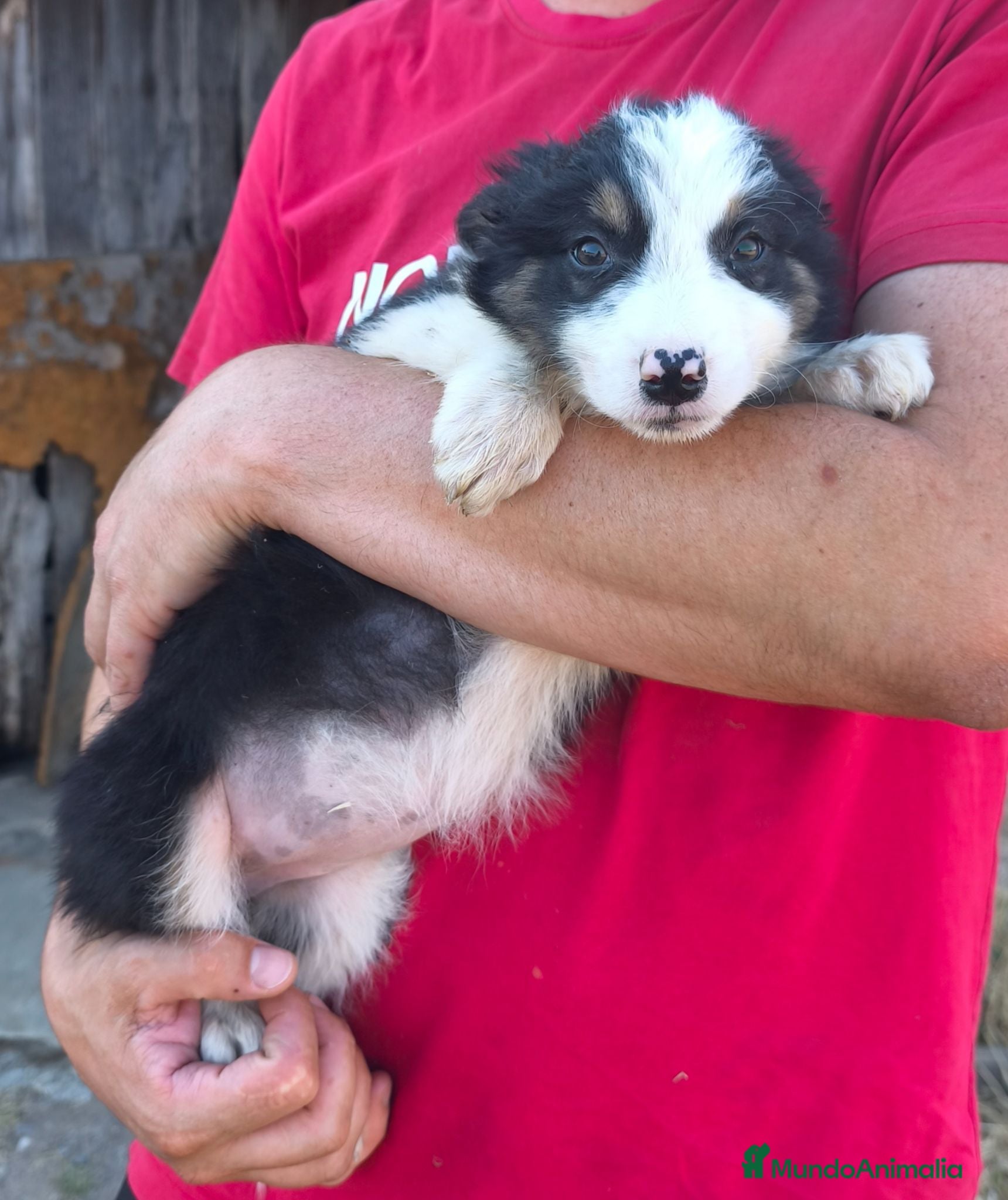 Border Collie perros Cachorros border collie puros! - Anuncio 1