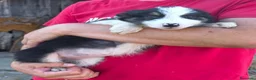Border Collie perros en venta: Cachorros border collie puros! - Anuncio 1