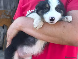 Border Collie perros Cachorros border collie puros! - Anuncio 3