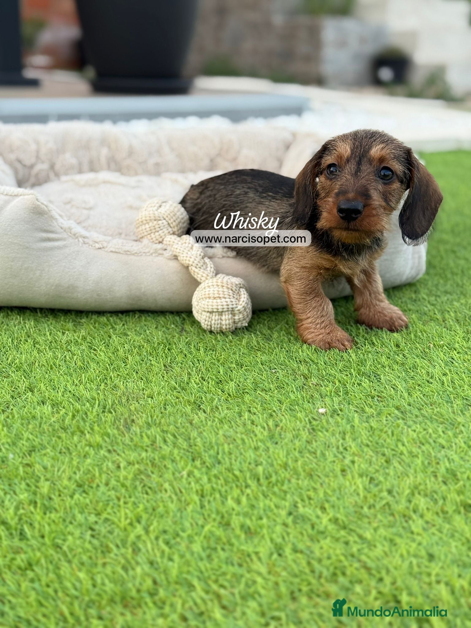 Teckel Miniatura perros en venta: TECKEL PELO DURO MINIATURA - Anuncio 4