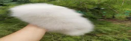 Pomerania perros en venta: Pomerania macho muy chatito  - Anuncio 5
