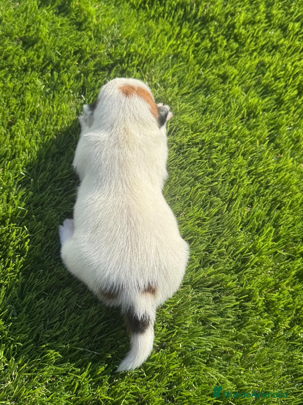 Jack Russell Terrier perros Jack Russell bebes increíbles cachorros  - Anuncio 2