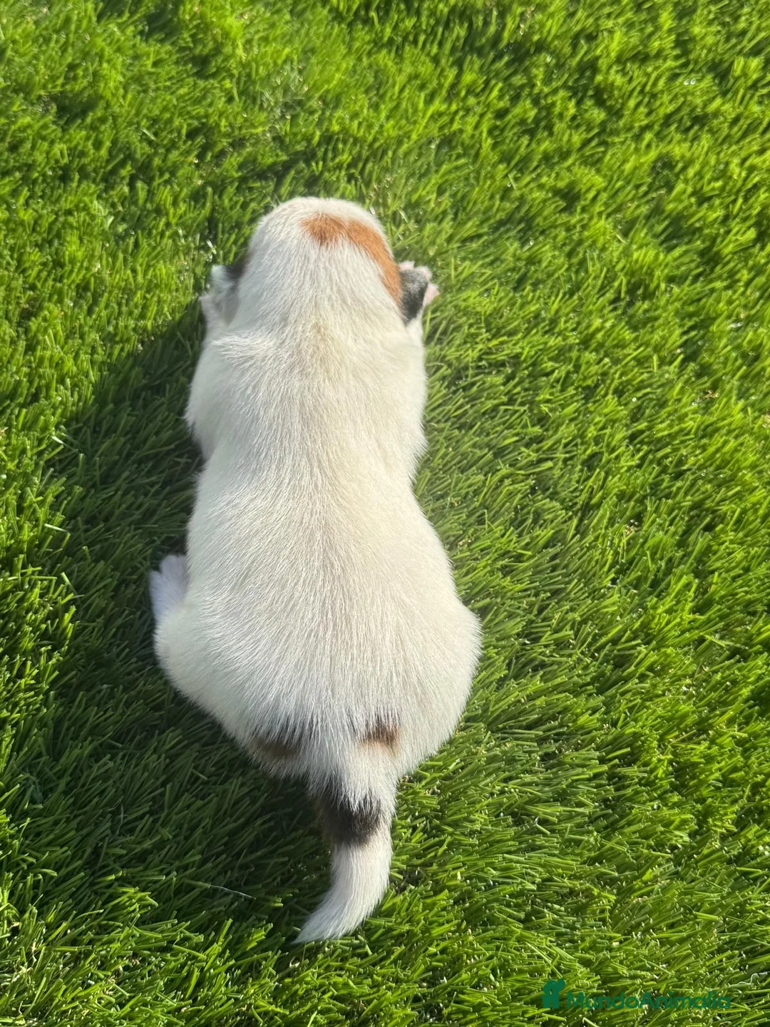 Jack Russell Terrier perros en venta: Jack Russell bebes increíbles cachorros  - Anuncio 1