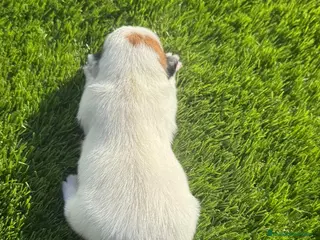 Jack Russell Terrier perros Jack Russell bebes increíbles cachorros - Anuncio 2