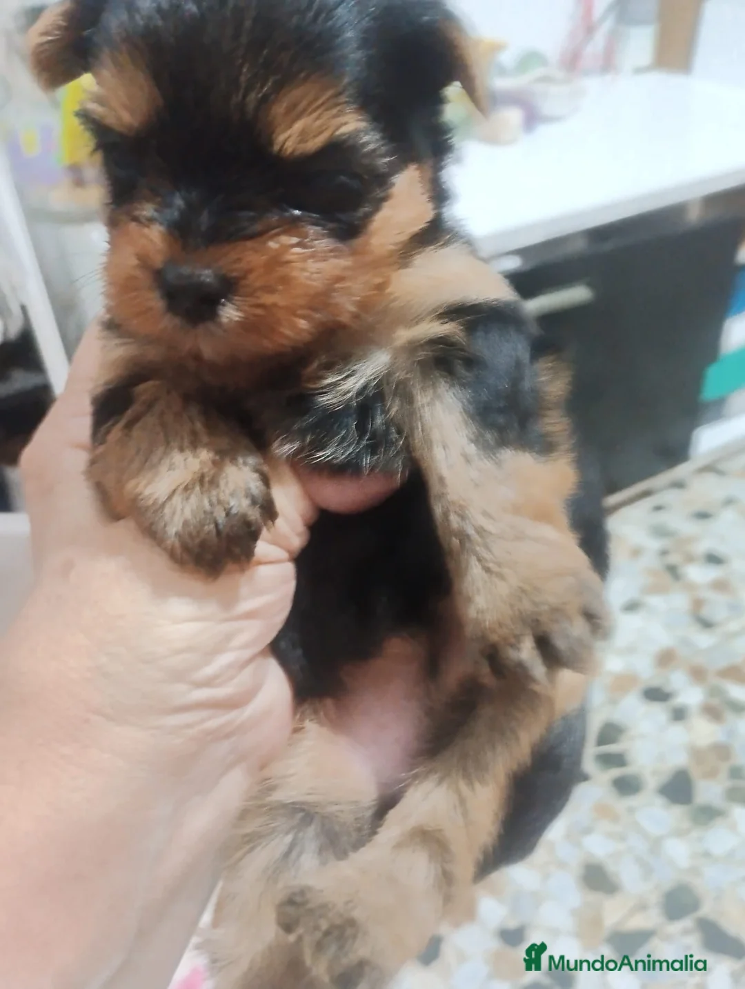 Yorkshire Terrier perros en venta: Yorkshire hembra disponible  - Anuncio 3
