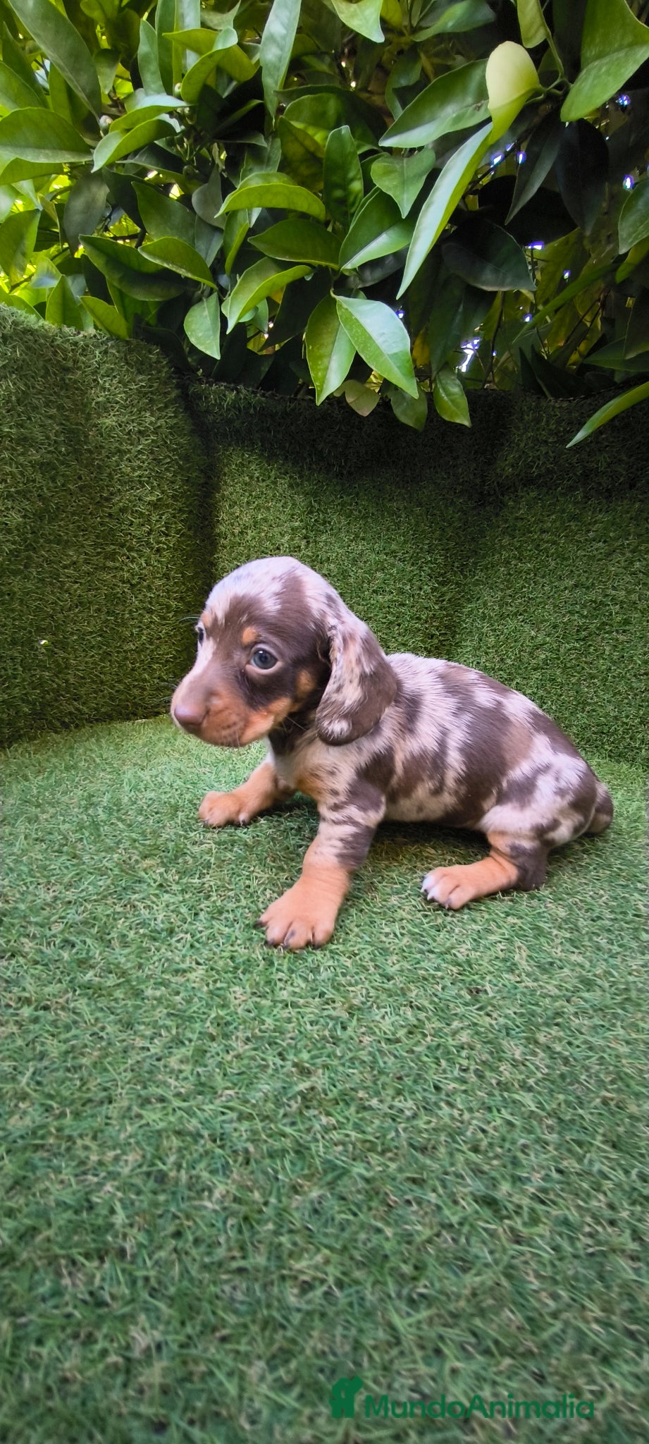 Teckel perros camada teckel arlequín chocolates  - Anuncio 1