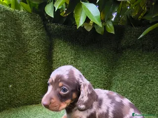 Teckel perros camada teckel arlequín chocolates - Anuncio 1