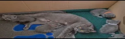Británico de Pelo Corto gatos en venta: Gatos británico pelo corto - Anuncio 6