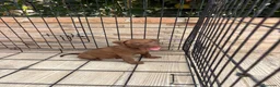 American Pit Bull Terrier perros en venta: Cachorro pitbull - Anuncio 3
