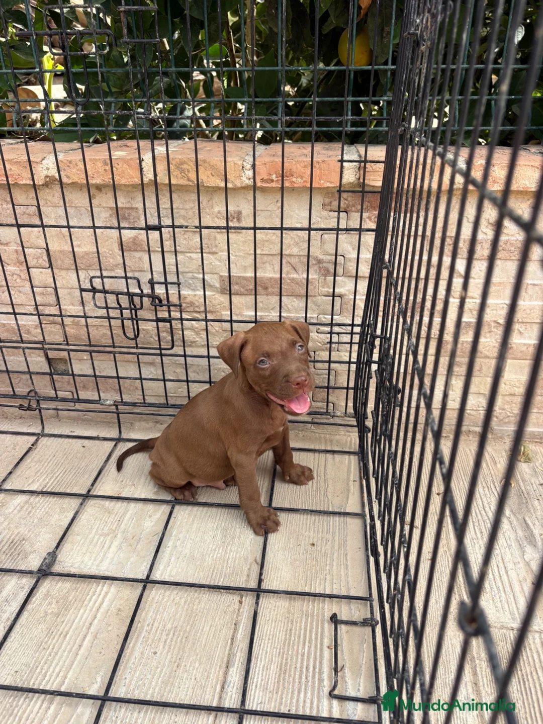 American Pit Bull Terrier perros en venta: Cachorro pitbull - Anuncio 3