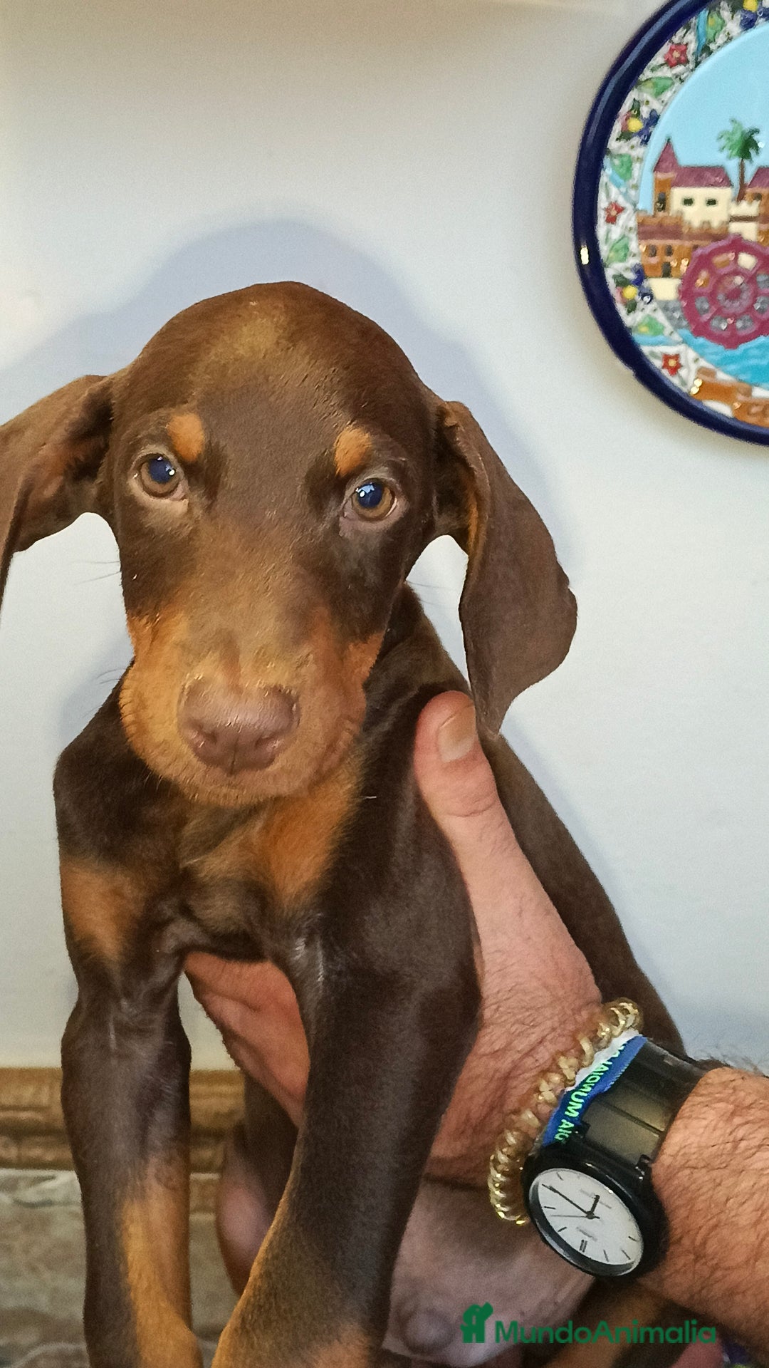 Dobermann perros en venta: Doberman chocolate americana  - Imagen 2