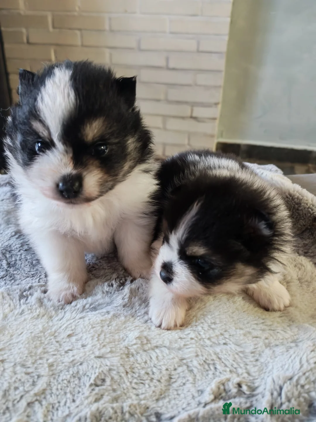 Imagen de galería {{count}}