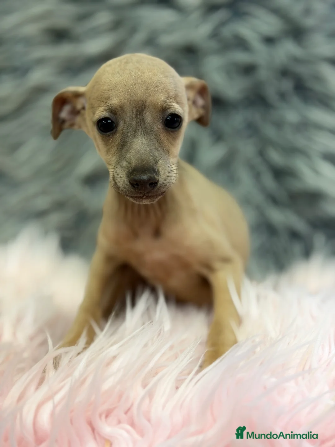 Pequeño Lebrel Italiano perros en venta: Piccolo italiano Isabella  - Anuncio 1