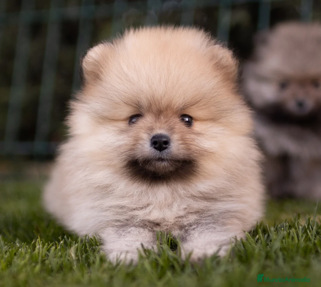 Pomerania perros en venta: Camada Pomerania toy - Anuncio 3