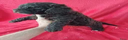 Perro de Agua Español perros en venta: Perro de Agua Español  - Anuncio 4