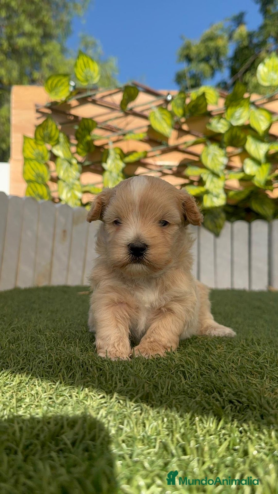 Maltipoo perros en venta: MALTIPOO MACHO - Imagen 26