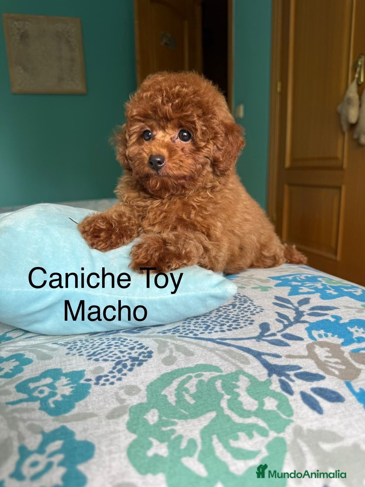 Caniche Toy perros Caniche toy con todas las vacunas !!! - Anuncio 3