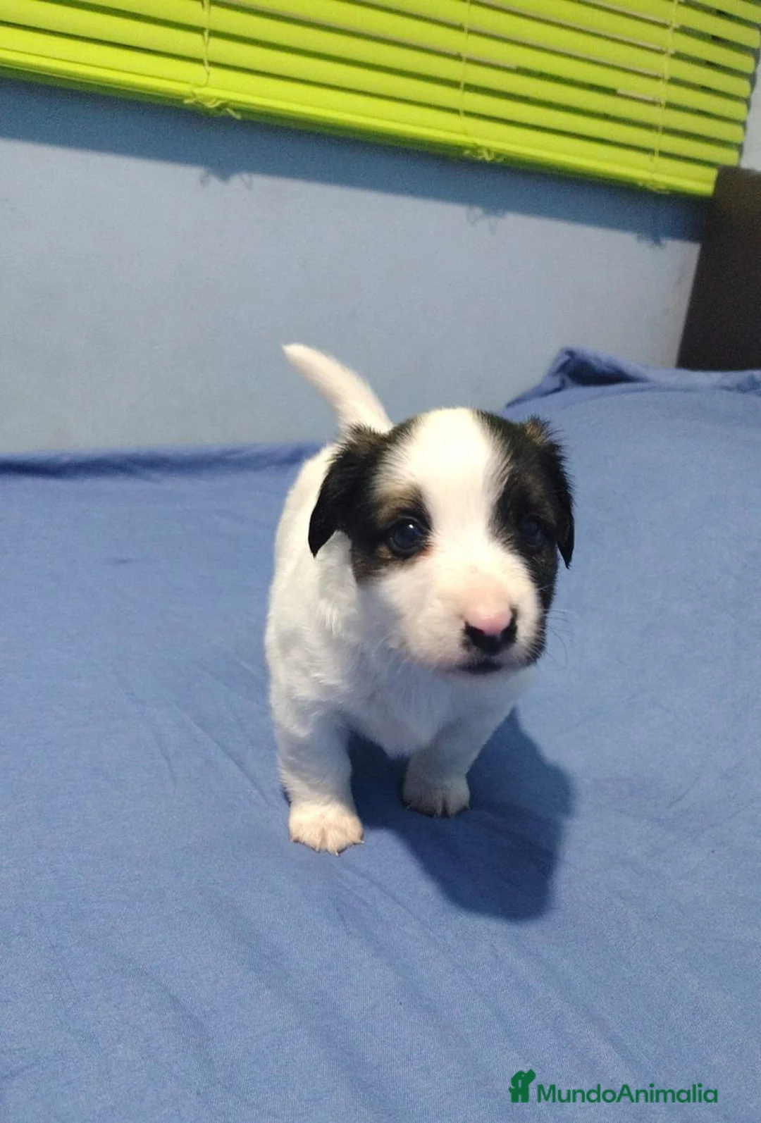 Jack Russell Terrier perros en venta: Jack Russell Puppies !! - Anuncio 1