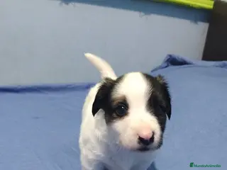 Jack Russell Terrier perros Jack Russell Puppies !! - Anuncio 3