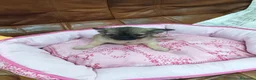 Chihuahua perros en venta: Chihuahua TOY - Anuncio 5
