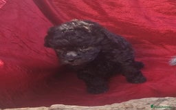 Caniche Enano perros en venta: Caniches enanos color plata - Imagen 6