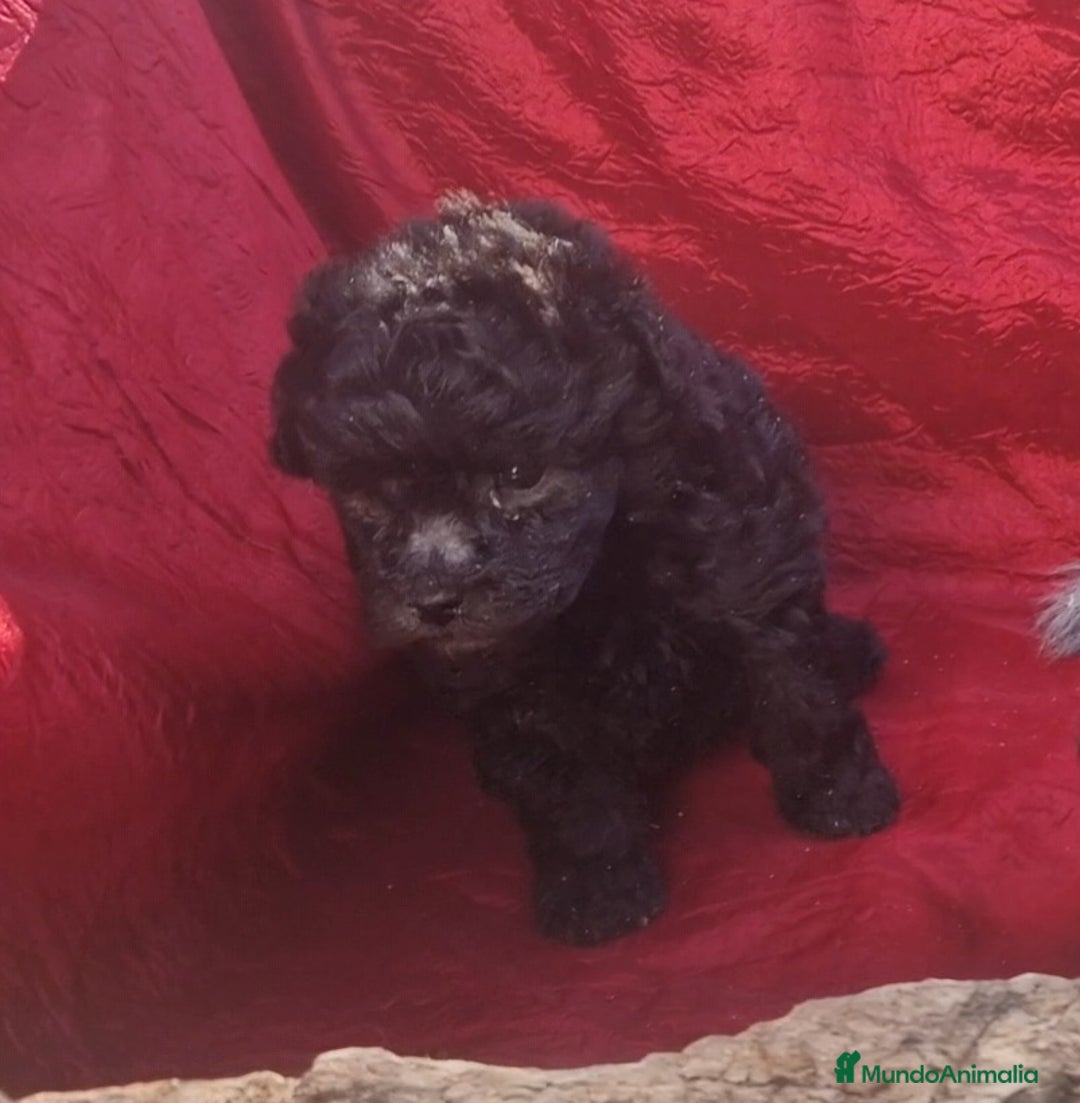 Caniche Enano perros en venta: Caniches enanos color plata - Imagen 6