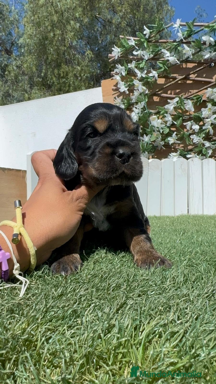 Cocker Spaniel Inglés perros en venta: COCKER SPANIEL INGLÉS  - Anuncio 8