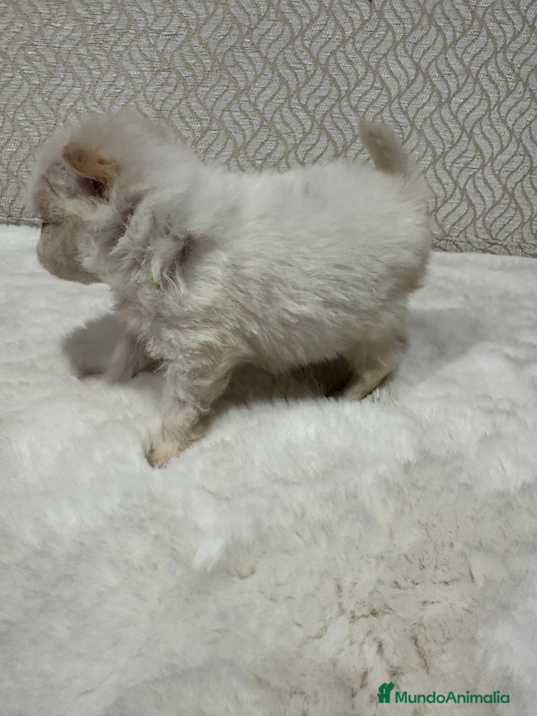 Pomerania perros en venta: Lulu Pomerania Toy hembra naranja blanca  - Anuncio 32