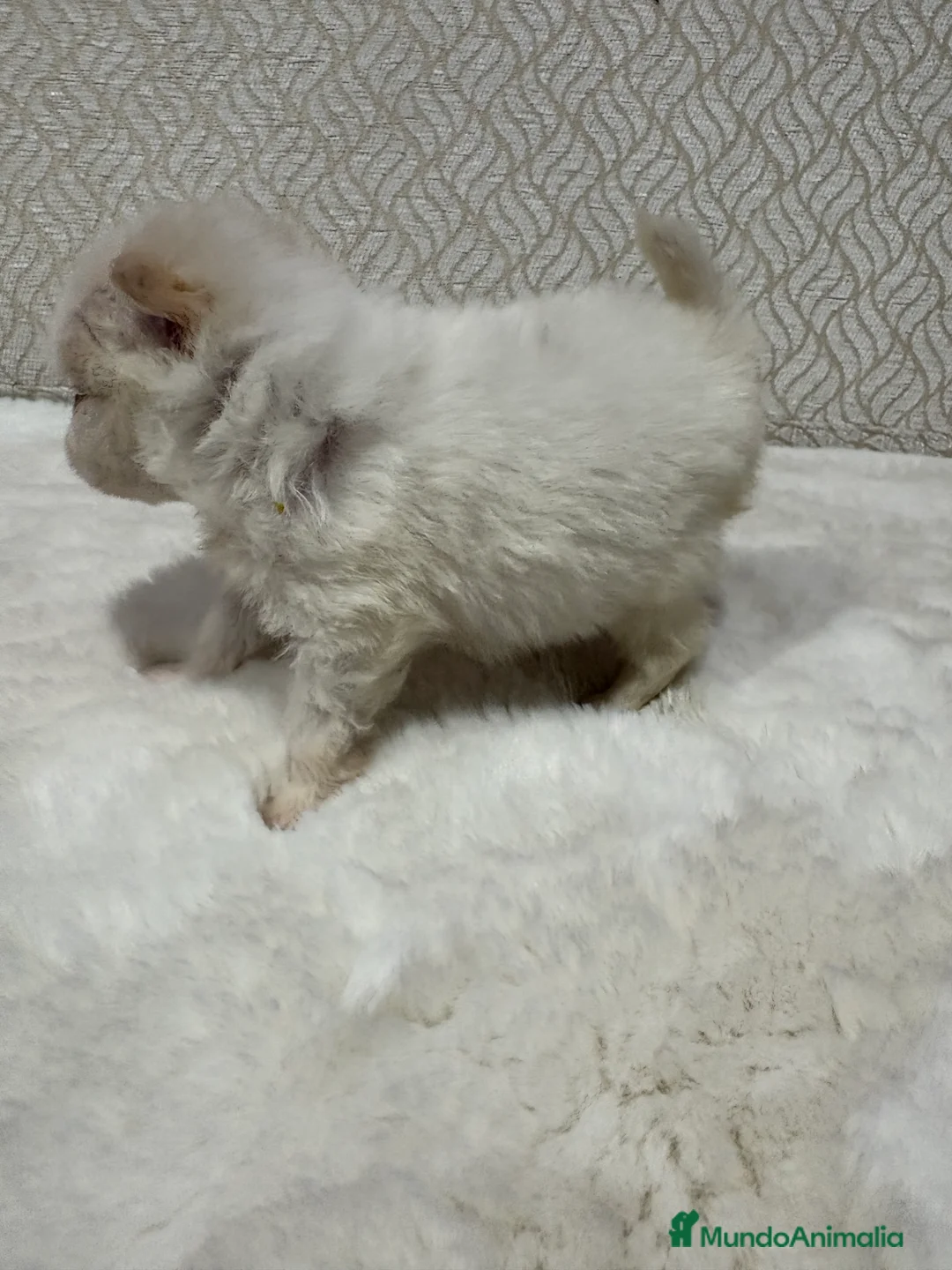 Pomerania perros en venta: Lulu Pomerania Toy hembra naranja blanca  - Anuncio 32