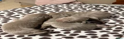Weimaraner perros en venta: Cachorros braco de Weimar 🩷🩵🐾🐶 en Sevilla - Anuncio 4